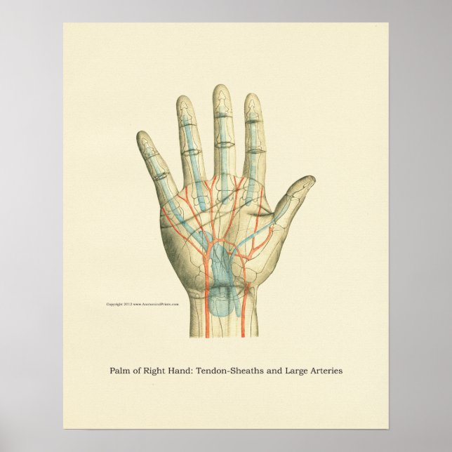 Hand & Wrist Internal Anatomy Poster (Front)