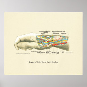 Hand & Wrist Internal Anatomy Poster