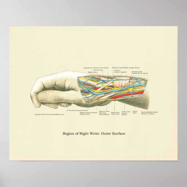 Hand & Wrist Internal Anatomy Poster (Front)