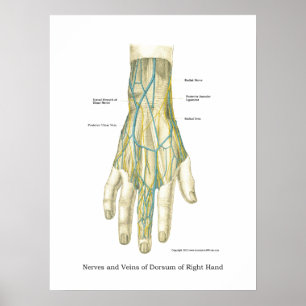 Hand & Wrist Internal Anatomy Poster