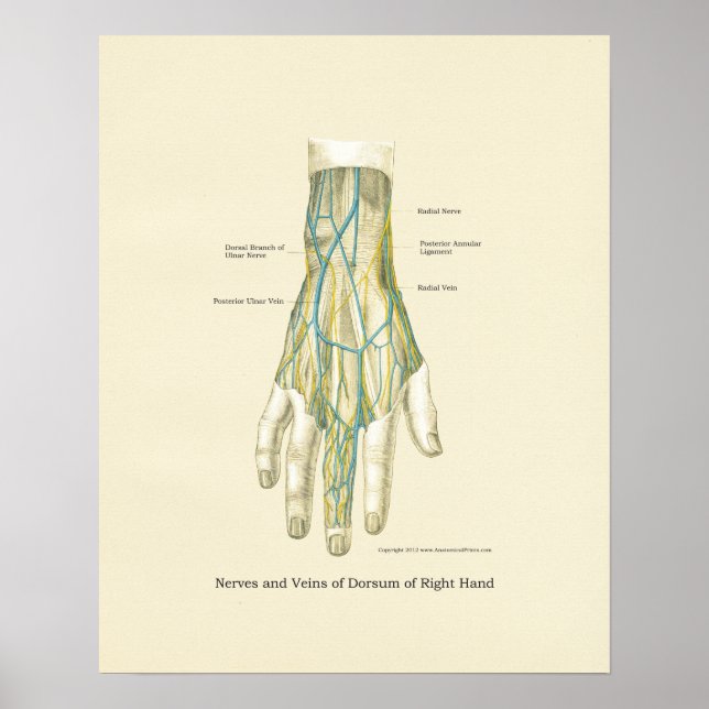 Hand & Wrist Internal Anatomy Poster (Front)
