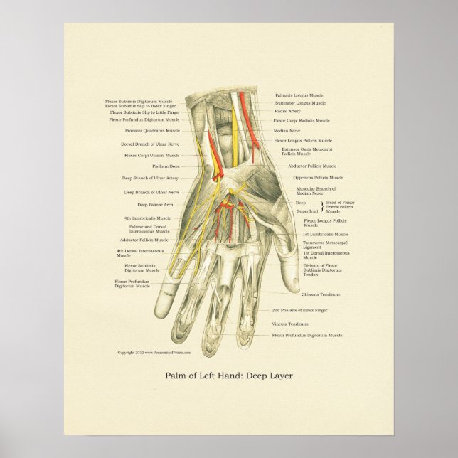 Hand & Wrist Internal Anatomy Poster (Front)