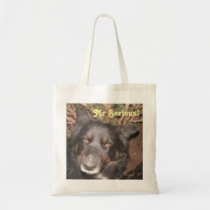 Handbag Husky Collie Cross