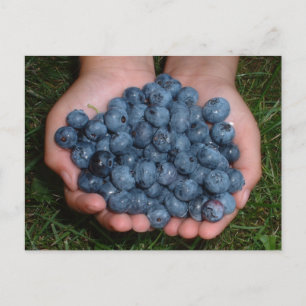 Handful of Fresh Blueberries Postcard