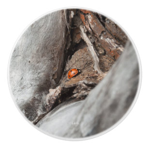 handle of door, photograph of a ladybird ceramic knob