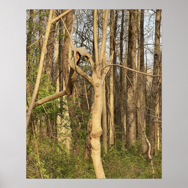 Handlike Tree Poster (Front)