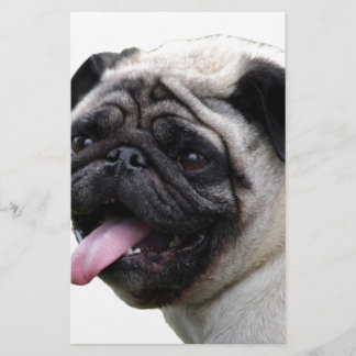 Handsom white Pug photo accessories, add names