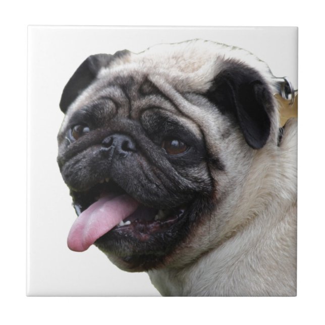 Handsom white Pug photo accessories, add names Ceramic Tile (Front)