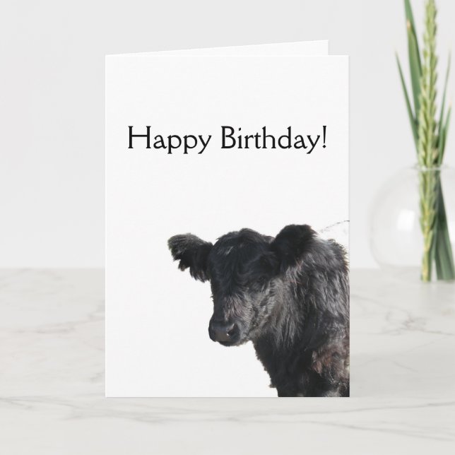 Handsome Belted Galloway Steer Card (Front)
