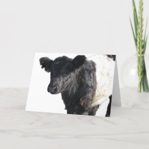 Handsome Belted Galloway Steer Card