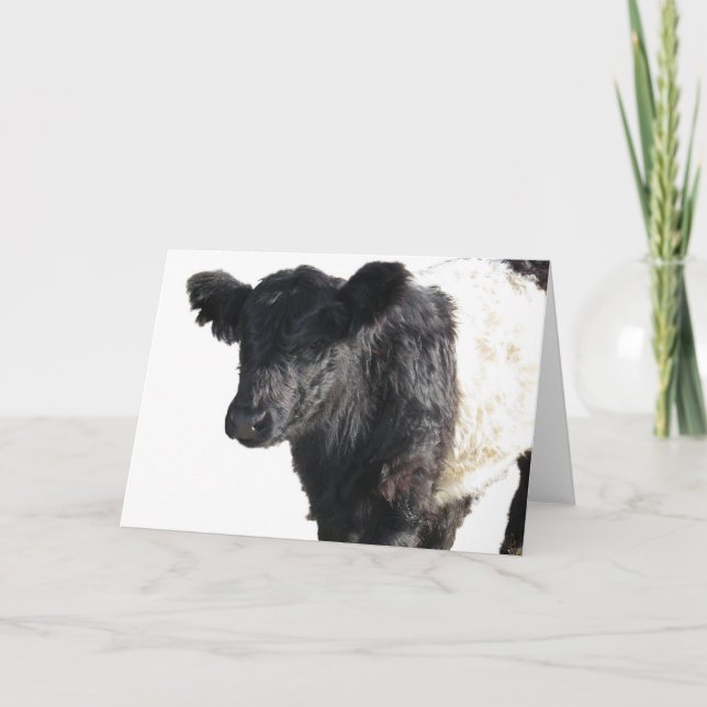 Handsome Belted Galloway Steer Card (Front)