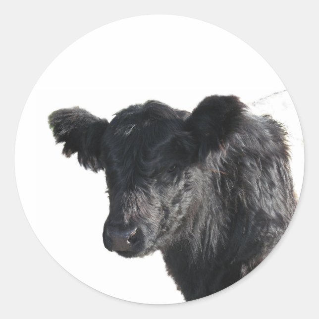 Handsome Belted Galloway Steer Classic Round Sticker (Front)