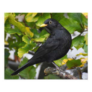 Handsome Blackbird Photo Print