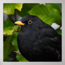 Handsome Blackbird 