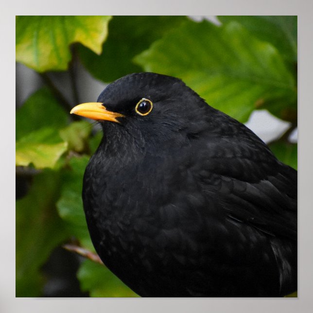 Handsome Blackbird  Poster (Front)