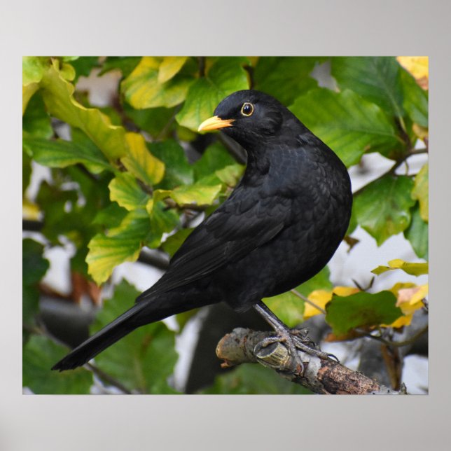 Handsome Blackbird  Poster (Front)