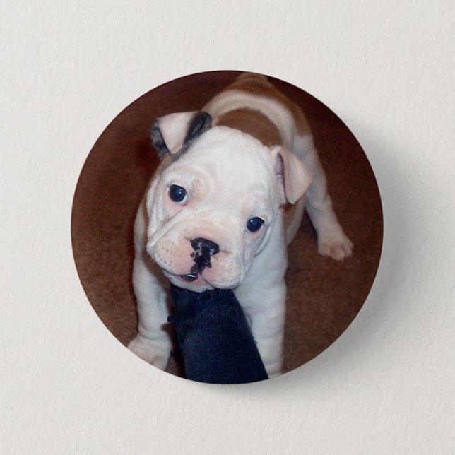 Handsome Bulldog Pinback Button (Front)