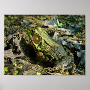 Handsome Bullfrog Poster or Print