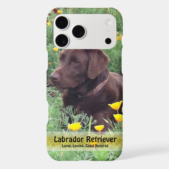 Handsome Chocolate Lab Do in Poppy Patch (Back)