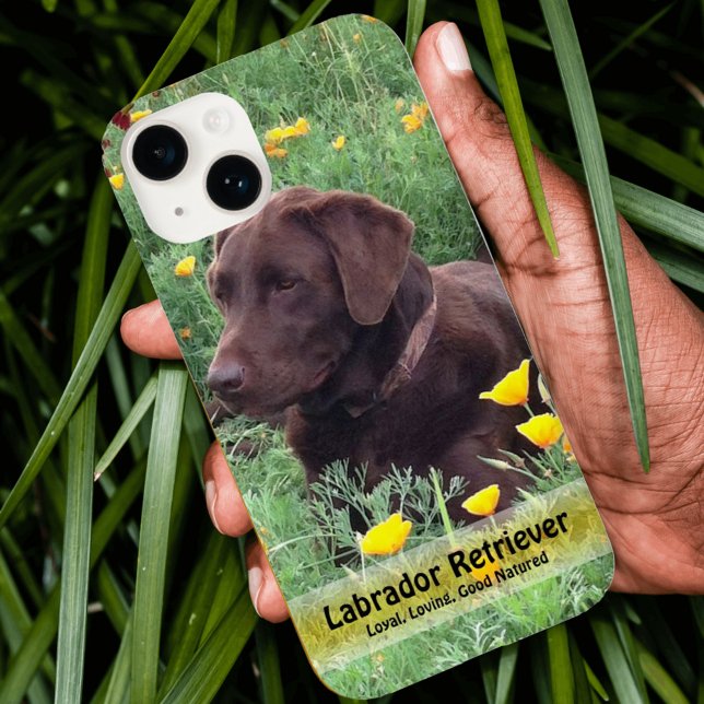 Handsome Chocolate Lab Do in Poppy Patch Case-Mate iPhone Case (Creator Uploaded)