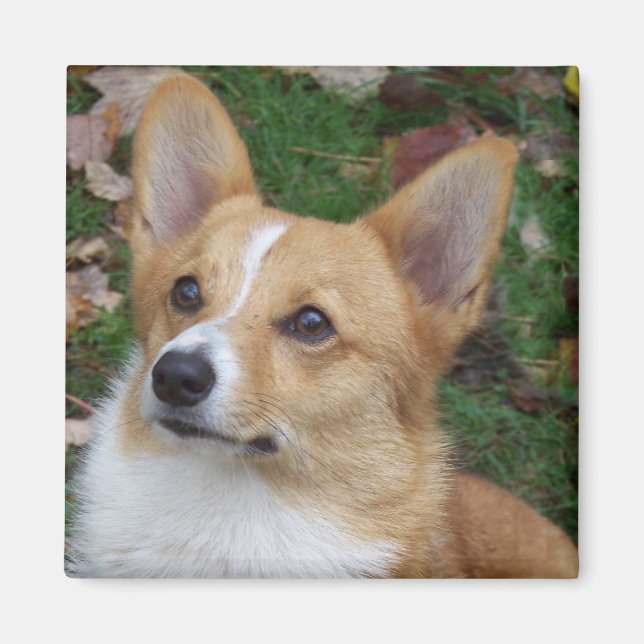 Handsome Corgi Magnet (Front)