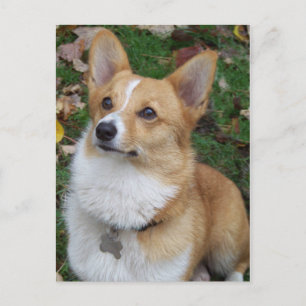 Handsome Corgi Postcard