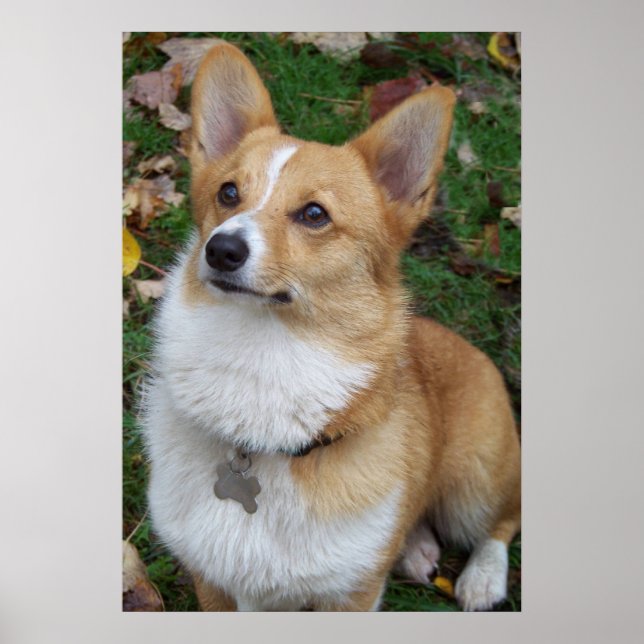 Handsome Corgi Poster (Front)