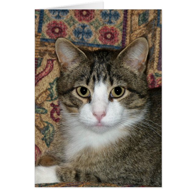 Handsome Fellow (Front)