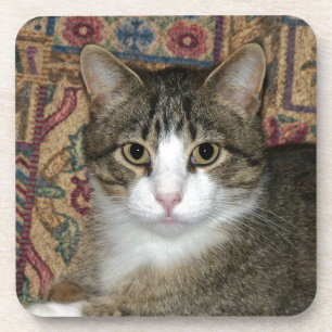 Handsome Fellow Coaster
