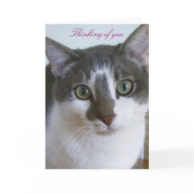 Handsome Gray and White cat-Thinking of You