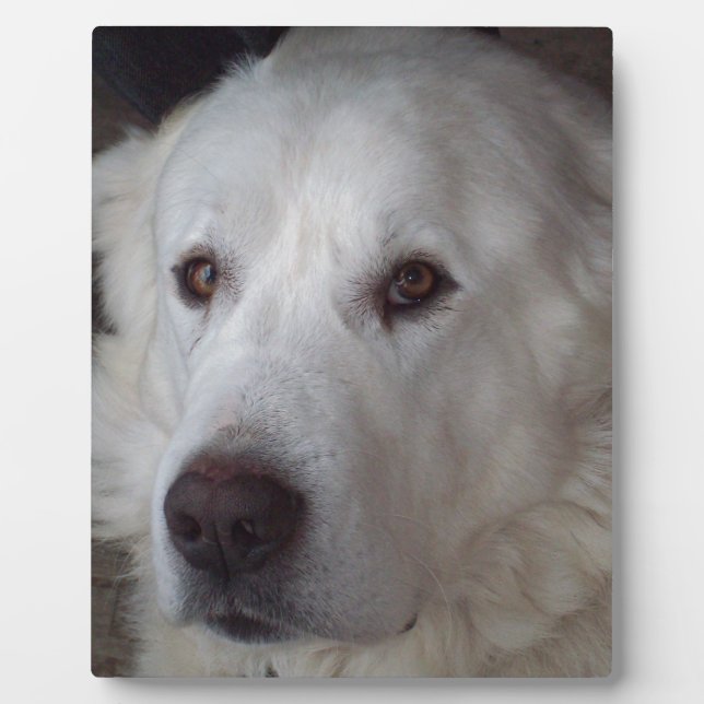 Handsome Great Pyrenees Dog Plaque (Front)
