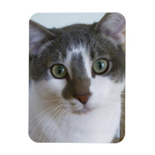 Handsome Grey and White cat Magnet