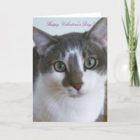 Handsome Grey and White cat-Valentine's Day