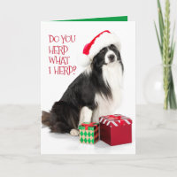 Handsome Herding Border Collie and Christmas Gifts