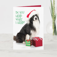 Handsome Herding Border Collie and Christmas Gifts
