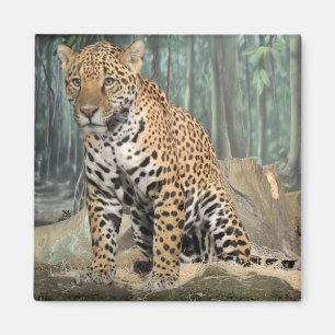 Handsome Jaguar Magnet
