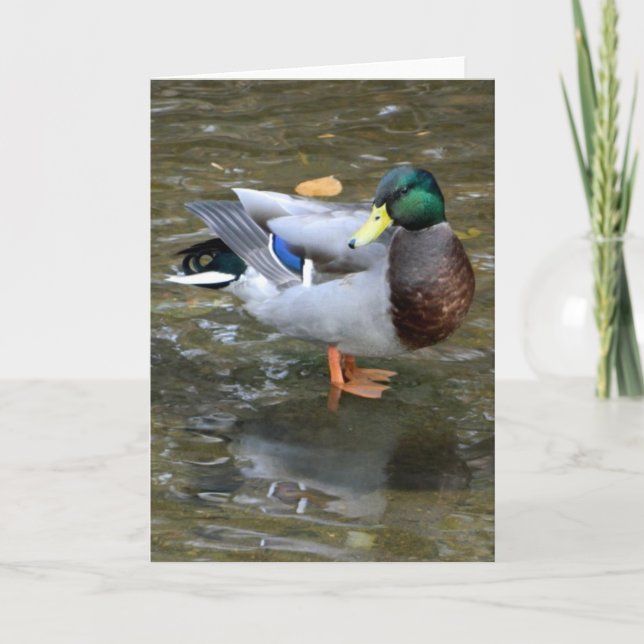Handsome Mallard Duck Greeting Card (Front)