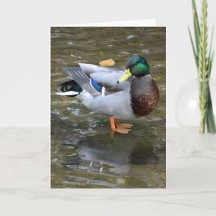 Handsome Mallard Duck Greeting Card
