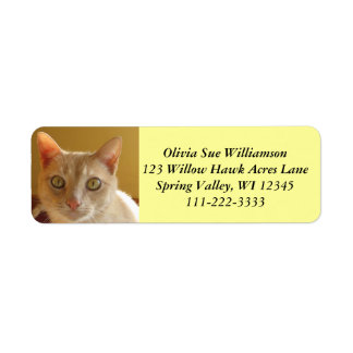 Handsome Orange Cat Return Address Label