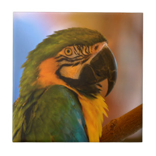 Handsome Parrot Tile