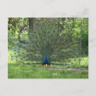 Handsome Peacock Showing Feathers Postcard