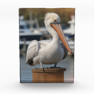 Handsome Pelican Photo Block