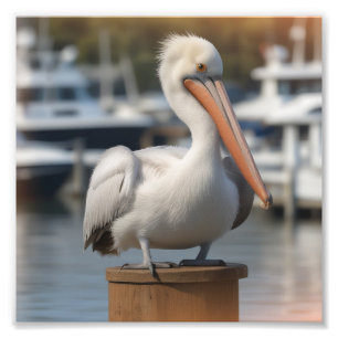 Handsome Pelican Photo Print