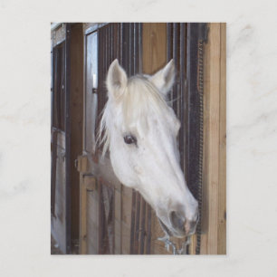 Handsome Postcard