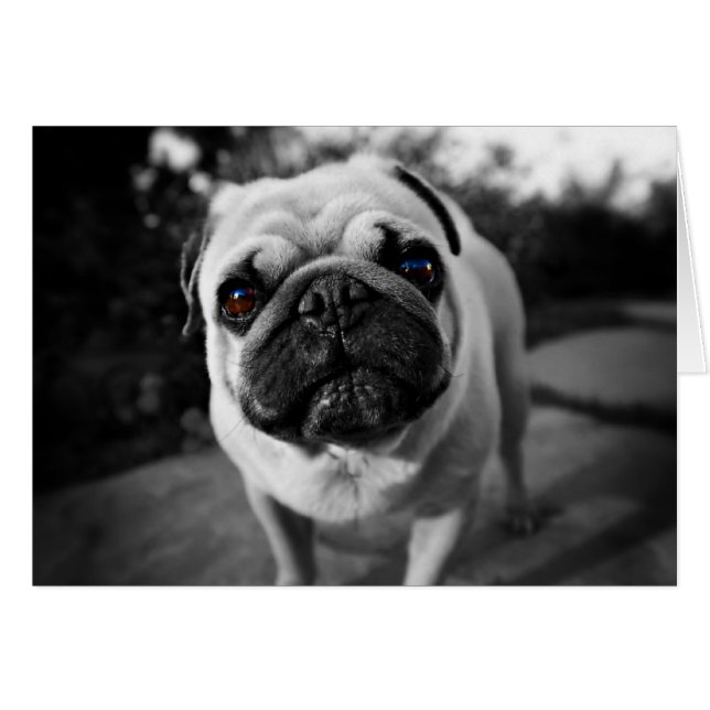 Handsome Pug (Front Horizontal)