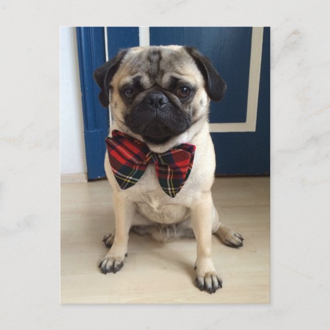 Handsome Pug in a Bow tie design Postcard (Front)