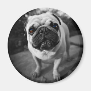 Handsome Pug Magnet