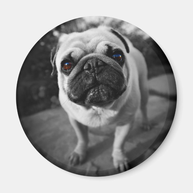 Handsome Pug Magnet (Front)