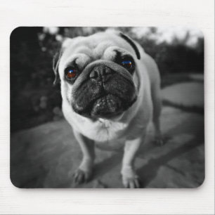Handsome Pug Mouse Pad