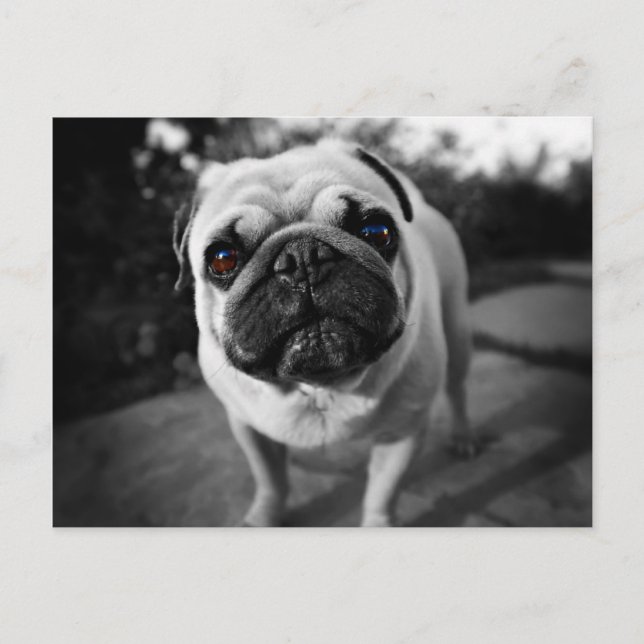 Handsome Pug Postcard (Front)